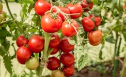 One of the best early ripening and unpretentious varieties - tomato