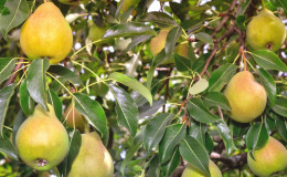 High-yielding resistant pear variety