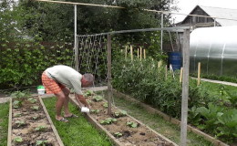 Instructions for the formation of cucumbers on a trellis in the open field for novice summer residents