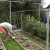 Instructions for the formation of cucumbers on a trellis in the open field for novice summer residents