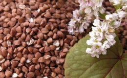 How buckwheat blooms: description, its benefits and application