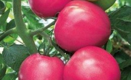 What vegetable growers say about Kalinka-Malinka tomato