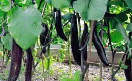 How to grow frost-resistant eggplant 