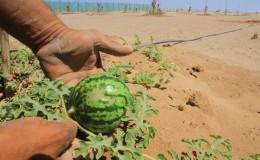 What is a watermelon: what family the fruits belong to, what are they and how are they useful?