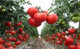 What are tomatoes: key differences and features of choice
