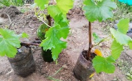 How to properly plant grapes in spring in open ground