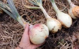 Harvesting and storing onions: when it's time to dig from the garden