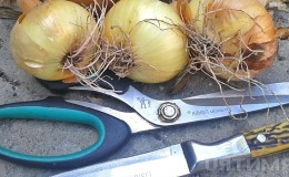 Why cut onions, and how to do it correctly for storage for the winter