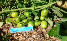 How to properly mulch tomatoes in a greenhouse with cut grass and other materials