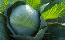 Medium-late high-yielding hybrid of Kolya cabbage f1