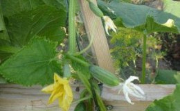 The cucumber that has conquered the hearts of many farmers - “Perfect f1 itself” for greenhouses and open field