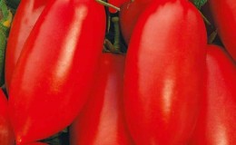 A gift for novice gardeners - the