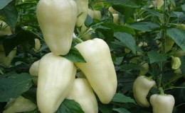 What is white pepper and how is it used in cooking, cosmetology and traditional medicine