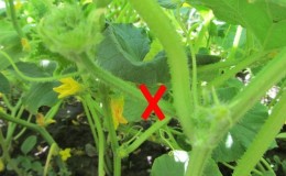 Why do you need to pinch cucumbers and how to do it right