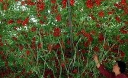 Why Cherry Tomatoes Are So Good