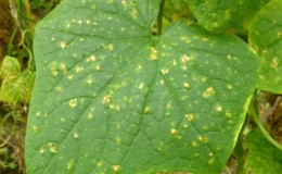 Prevention of occurrence and effective methods of treatment of peronosporosis in cucumbers