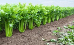 How to grow and use stalked celery for maximum health benefits