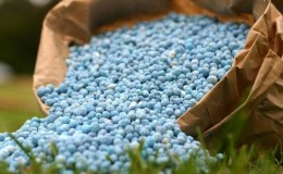 What is good about nitrogen fertilization of winter wheat and how it is applied