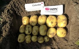 Delicious early ripe potatoes
