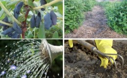 How to properly care for honeysuckle in spring - feeding and pruning