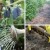 How to properly care for honeysuckle in spring - feeding and pruning