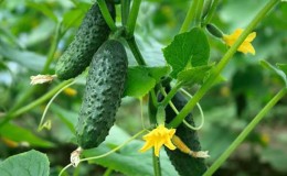 Top 10 best self-pollinated cucumber varieties for balconies