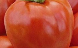 Guest in the garden named after the star: Canopus tomato