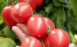 Tomato 