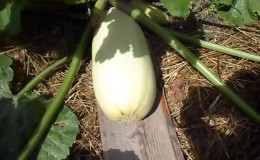 Proper cultivation of zucchini and care in the open field: the secrets of agricultural technology for an excellent harvest