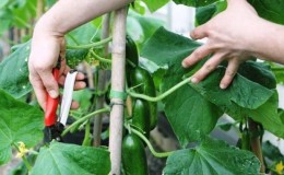 How to properly cut the leaves of cucumbers in the greenhouse and should it be done?