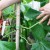 How to properly trim the leaves of cucumbers in the greenhouse and should it be done?