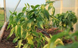 What are the diseases of peppers in a greenhouse: photos and treatment methods
