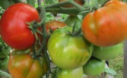 Easy to care for, unpretentious, but very productive and tasty 