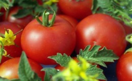 A unique early ripening tomato