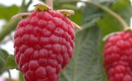 The best varieties of remontant raspberries for the Moscow region