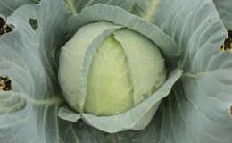 High-yielding popular variety of Amager cabbage