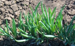 Preparing for the cold weather correctly: is it necessary to cut a batun onion for the winter and how to do it