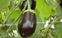 Hybrid eggplant
