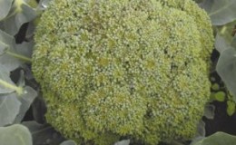 Features of cultivation and description of the variety of broccoli cabbage