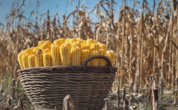 What is the yield of corn per hectare: average, the influence of the type of variety or hybrid and other factors