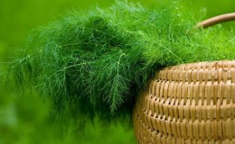 Dill is a vegetable or not: characteristics and description of the plant