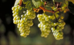 A very popular and delicious grape variety