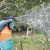How, when and how to spray apple trees in the spring against pests and diseases