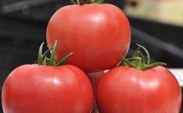Instructions for growing a tomato 