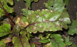 How to treat beetroot cercosporosis and prevent the occurrence of this disease in the future
