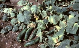 Treatment of greenhouse cucumbers for diseases: photo and description