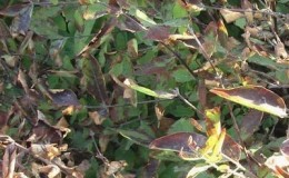 What to do if rust appears on the leaves of honeysuckle and how to treat it