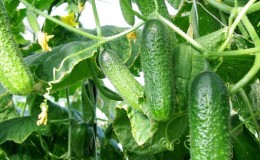 The earliest varieties of cucumbers for greenhouses and open field