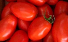 One of the best varieties for conservation is an early ripe and high-yielding tomato