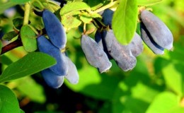 Medium early dessert variety of honeysuckle